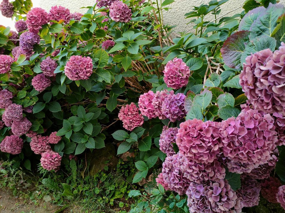 Maison D'Hotes Les Roses Tremieres Сакле Екстер'єр фото